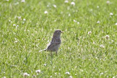 Close-up of bird perching on field