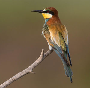 Close-up of bird perching on branch