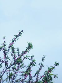 Low angle view of bird perching on tree against clear sky