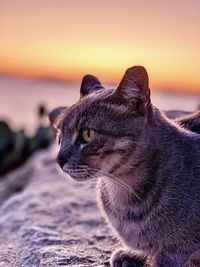 Close-up of a cat looking away