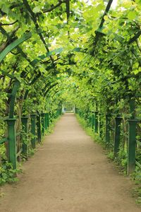 Trees growing in park