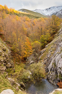 Close-up of yellow tree against sky