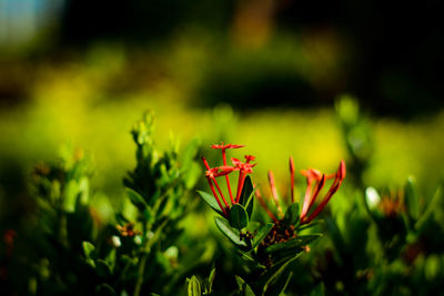 Close-up of flowering plant