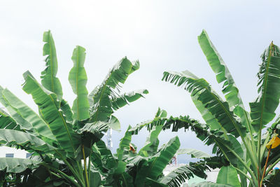 Low angle view of fresh green leaves against sky