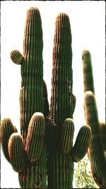 Close-up of palm leaves