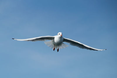 Low angle view of seagull flying against blue sky