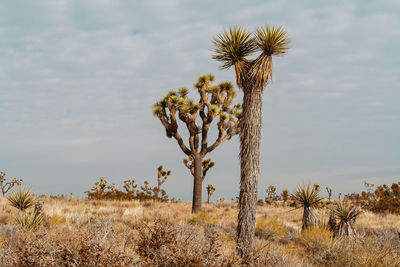 Trees on land against sky