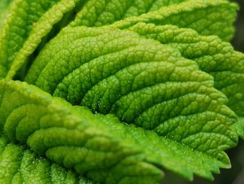 Full frame shot of green leaf