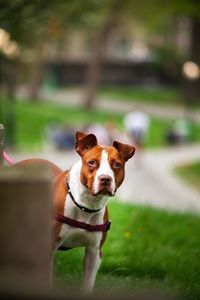 Portrait of dog on grass