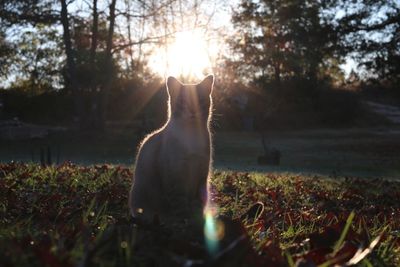 Close-up of cat on field against sky