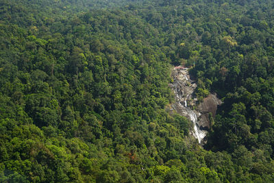 Full frame shot of fresh green landscape