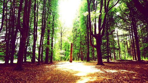 Road passing through forest