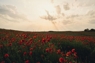 Red poppy flowers in a wild field. vivid poppies meadow in spring. beautiful summer day. beautiful