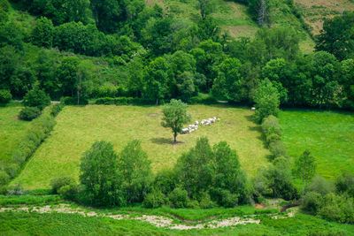 View of trees on landscape