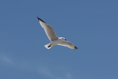 Low angle view of seagull flying