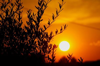 Low angle view of silhouette plants against romantic sky at sunset