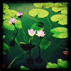 Close-up of pink lotus water lily in pond