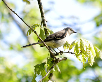 Low angle view of bird perching on branch