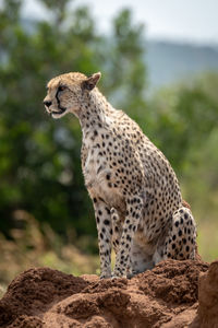 Cheetah sits on termite mound looking left