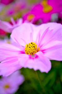 Close-up of flower blooming outdoors