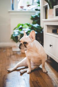 Close-up of dog sitting on hardwood floor at home