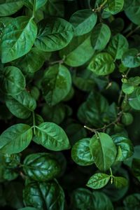 Full frame shot of green leaves