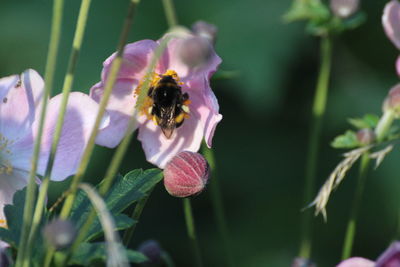 Close-up of bee pollinating on purple flower
