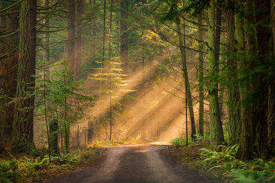 Road passing through forest