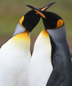 Penguins of antarctica 