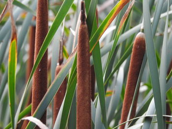 Close-up of bamboo on plant in field
