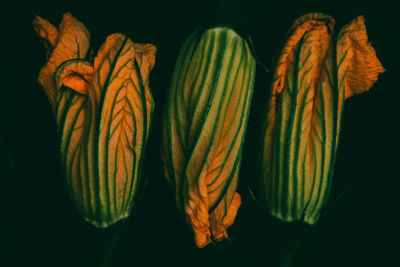 Close-up of leaf against black background