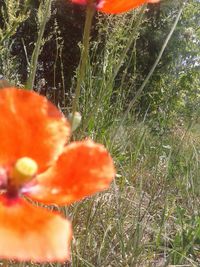 Close-up of red flowers