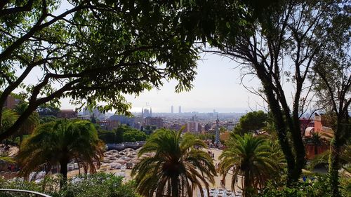 Trees growing in city against sky