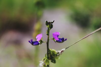 Close-up of purple flowers