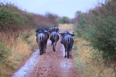 Rear view of buffaloes walking on dirt road