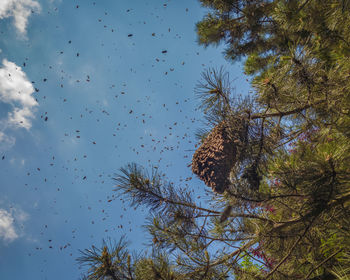 Low angle view of tree against sky