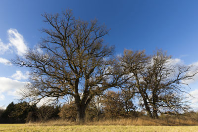 Bare tree on field against sky