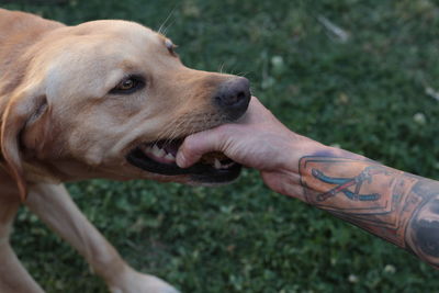 Close-up of hand playing with dog