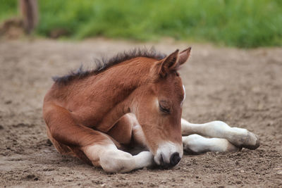 Horse resting on field