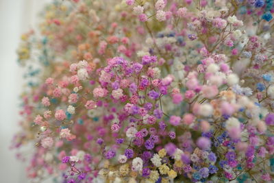 Close-up of pink flowering plants