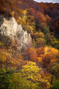 View of trees in forest