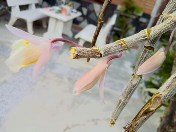 Close-up of butterfly on flower