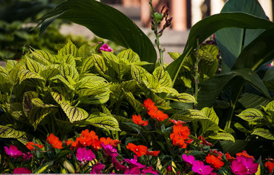 Close-up of flowers and leaves