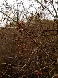 Low angle view of flower tree against sky