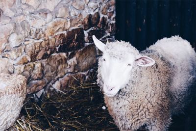 Close-up of a sheep