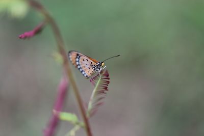 Close-up of butterfly on flower