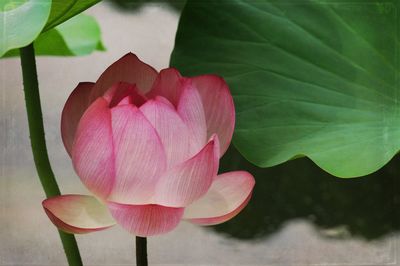 Close-up of pink lotus water lily