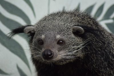 Close-up portrait of rabbit