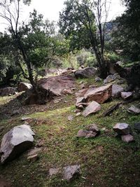 View of trees in forest