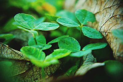 Close-up of green leaves